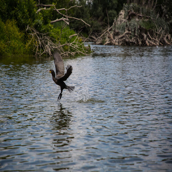 Travel and the Coronavirus, Slavonia, beautiful part of Croatia, Kopacki rit bird watching